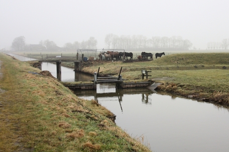 sombere dag in de polder (2)