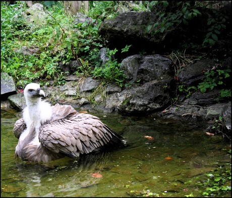 aasgier @ artis