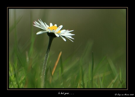 In het gras .. .. ..