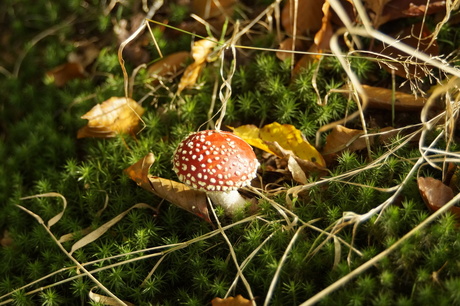 Rood met witte stippen.....