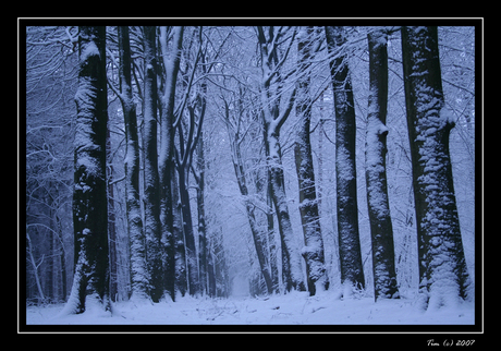 Sneeuw in het Bos