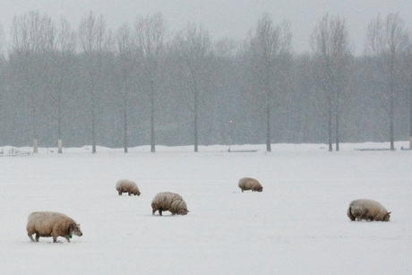 Sneeuwschuivers...