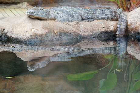 Krokodil in diergaarde Blijdorp