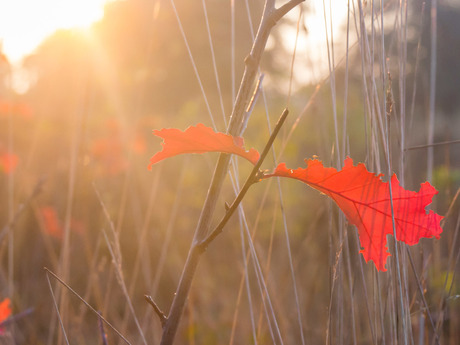 Herfstbladeren