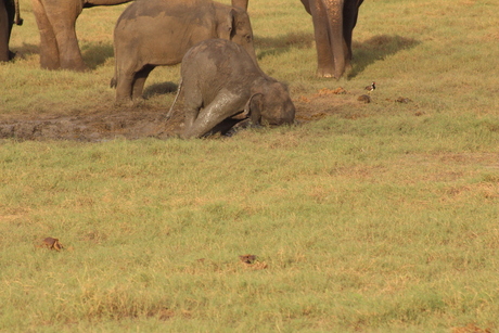 omgevallen babyolifant in modder