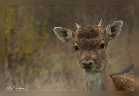 Bambi