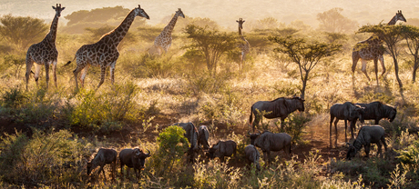 Het Afrika gevoel