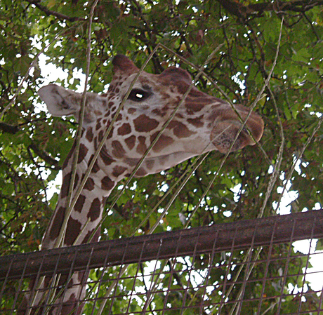 artis-giraffe
