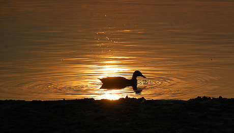 Gevangen in het licht