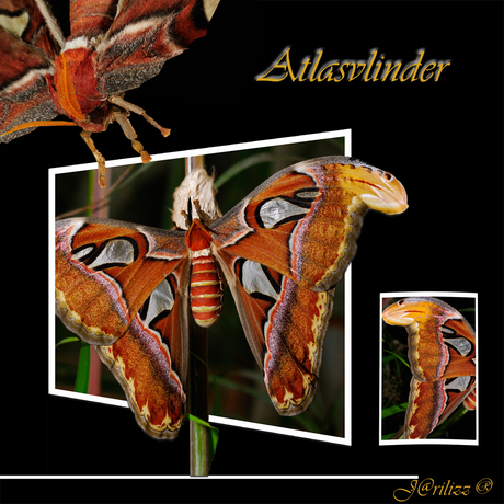 Atlasvlinder collage