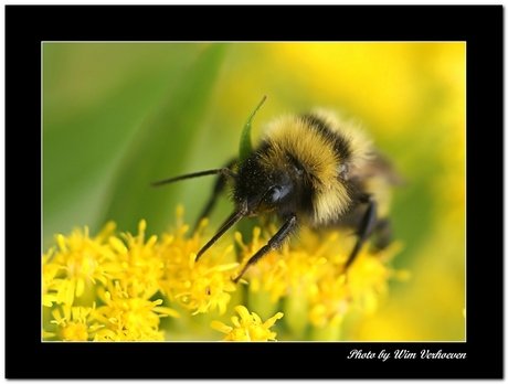 Hommel