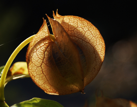 Aderen van de natuur