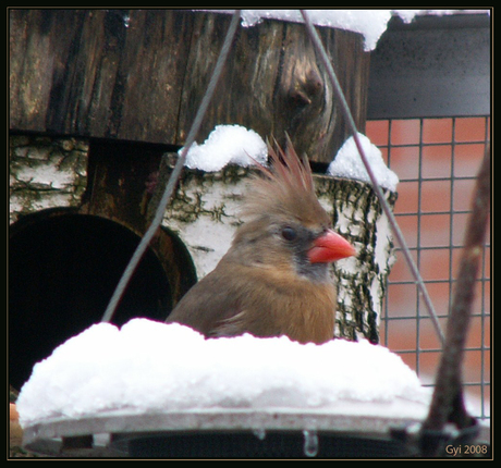 Kardinaal in de sneeuw