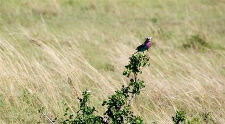 vogel in Kenia