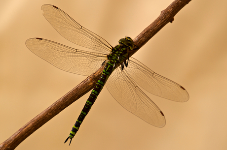 Groene libelle.jpg