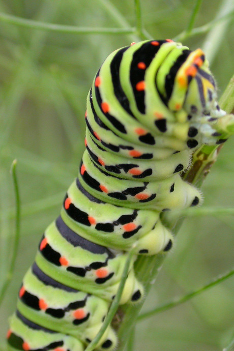 Rups aan de wandel