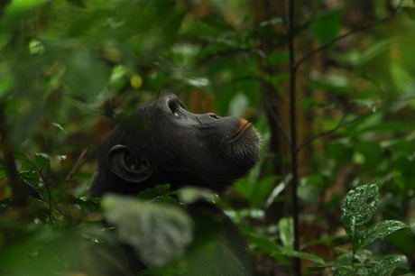 Geconcentreerde Chimp