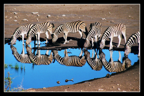 Dorstige zebra's