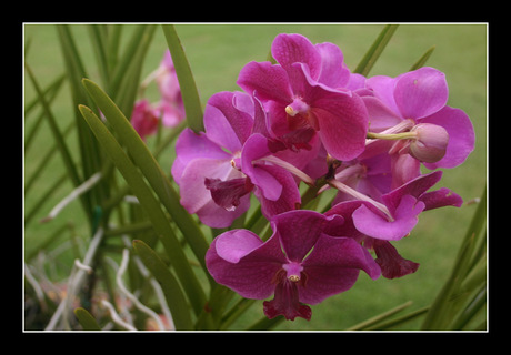 Orchidee