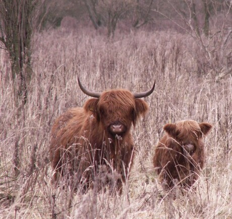 Highland cattle