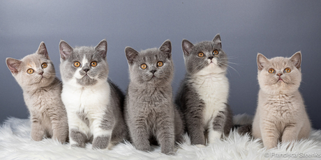Brits Korthaar kittens