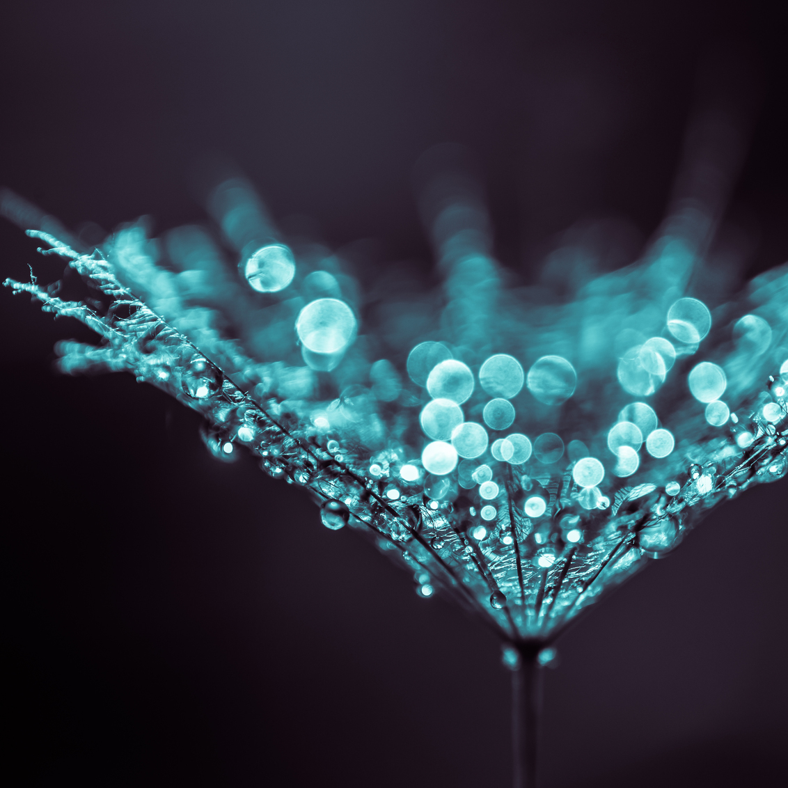 Morgensterpluis met druppeltjes bokeh monotone - - - foto door bertnijholt op 28-07-2017 - deze foto bevat: macro, blauw, druppel, bokeh