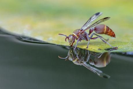 Drinking Wasp