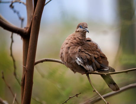 Duif bij Burgers, Zoo