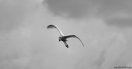 zilverreiger