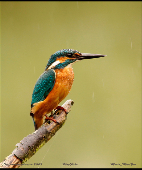 KingFisher..