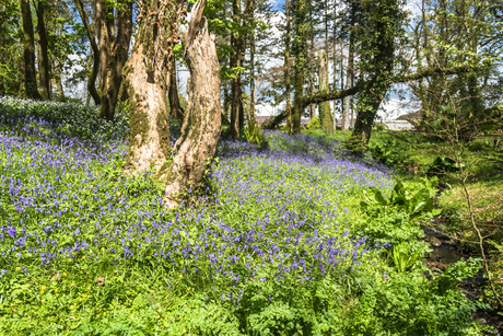 bluebells