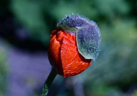 DSC_1623-Papaver(, klaproos)