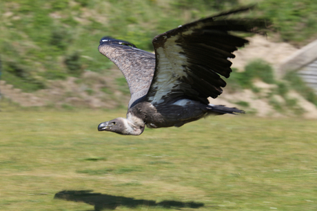 Arend in de Zandvoortse duinen