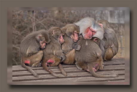 Dierenpark Amersfoort - Baviaan