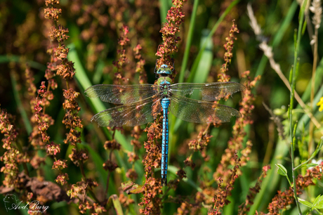 Libelle Oostvaardersplassen