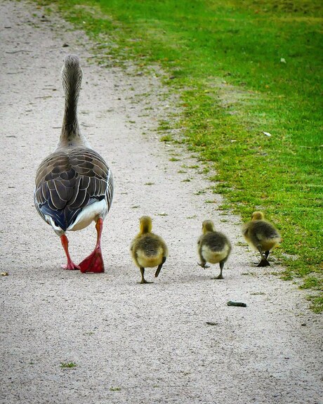 Ochtendwandeling