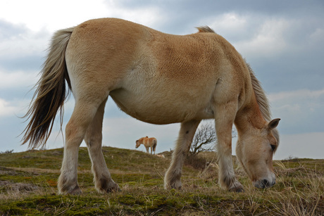 Wildlife in de duinen