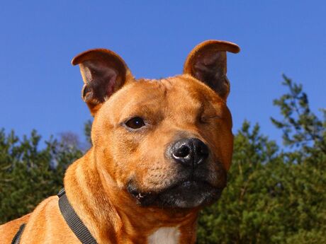 Staffordshire Bull Terrier Randy.