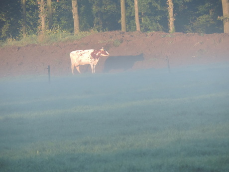 misty cow