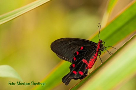 Prachtige vlinder bij Vlinders aan de Vliet