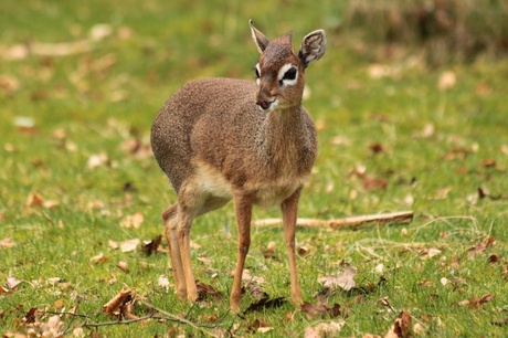 Dierenpark wissel