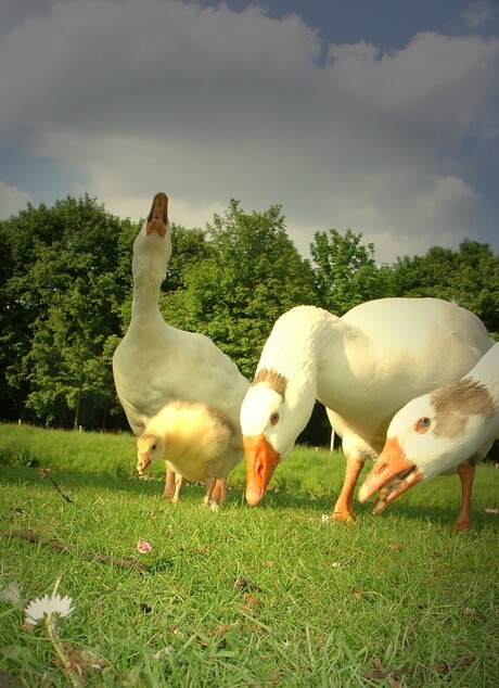 De ganse familie