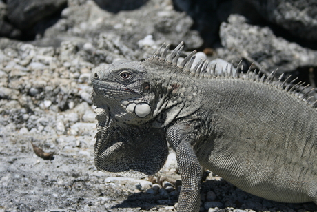 Iguana Bonaire