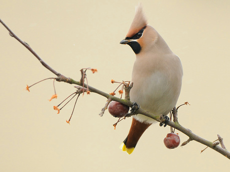 Pestvogel