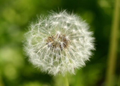 paardenbloem