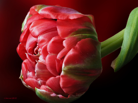 Red Parrot Tulip