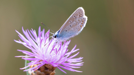 Icarusblauwtje op distel