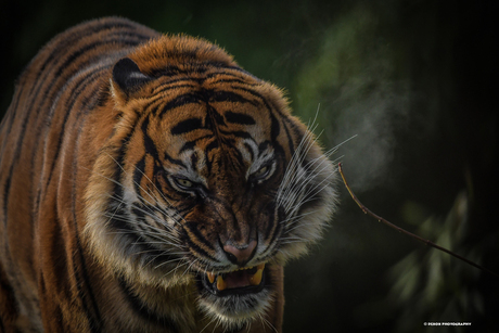 Sumatran tiger