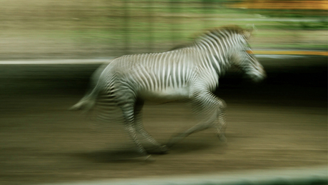 rennende Zebra