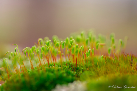 Moss